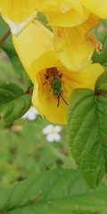 Paragapostemon coelestinus