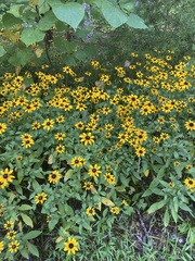 Coreopsis tripteris