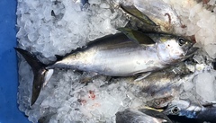 Thunnus atlanticus