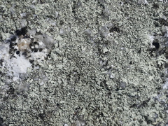 Xanthoparmelia cumberlandia