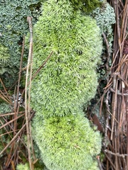 Leucobryum glaucum
