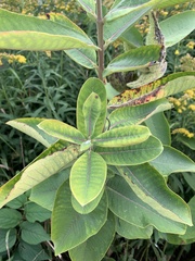 Asclepias syriaca