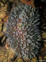 Ctenactis albitentaculata