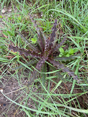 Cirsium horridulum
