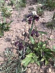 Penstemon whippleanus