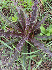 Cirsium horridulum