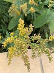 Solidago
