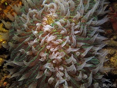 Ctenactis albitentaculata
