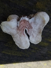 Entoloma abortivum