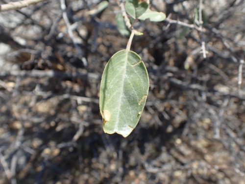 Image of Maerua angolensis by (c) Mahomed Desai, some rights reserved (CC BY)