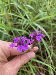 Verbena rigida