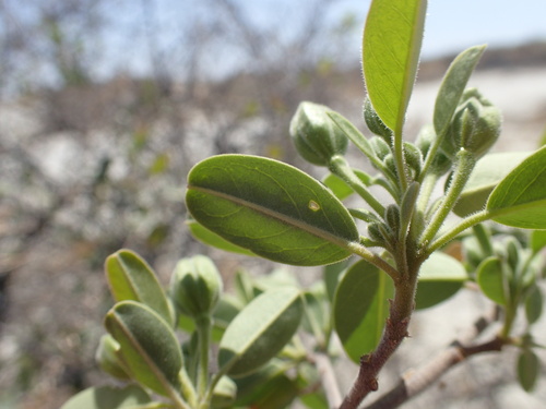 Image of Maerua angolensis by (c) Mahomed Desai, some rights reserved (CC BY)