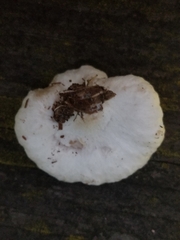 Entoloma abortivum