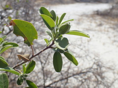 Maerua angolensis image