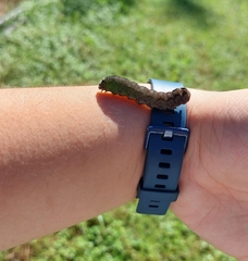 Spodoptera dolichos