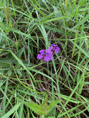Verbena rigida