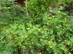 Chelidonium asiaticum