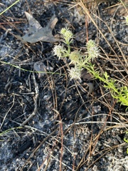 Eryngium aromaticum