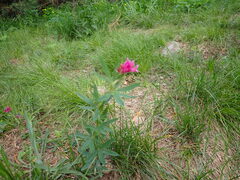 Trifolium lupinaster