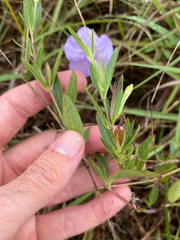 Ruellia humilis