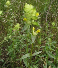 Rhinanthus