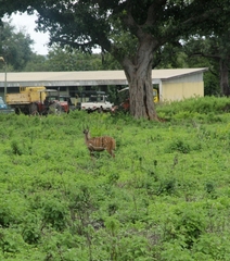 Tragelaphus scriptus