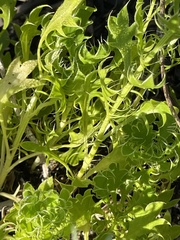 Eryngium aromaticum
