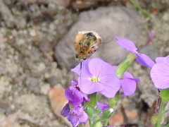 Bombylius major