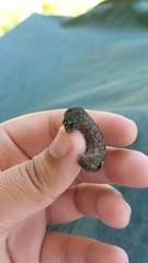 Spodoptera dolichos