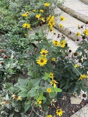 Heliopsis helianthoides