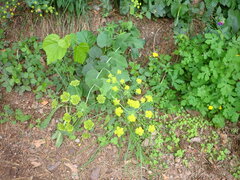 Bupleurum aureum