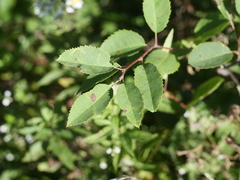 Amelanchier bartramiana
