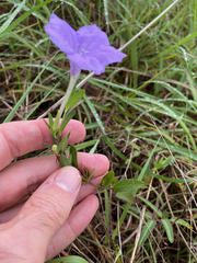 Ruellia humilis