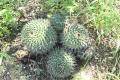 Mammillaria carnea