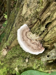 Ganoderma