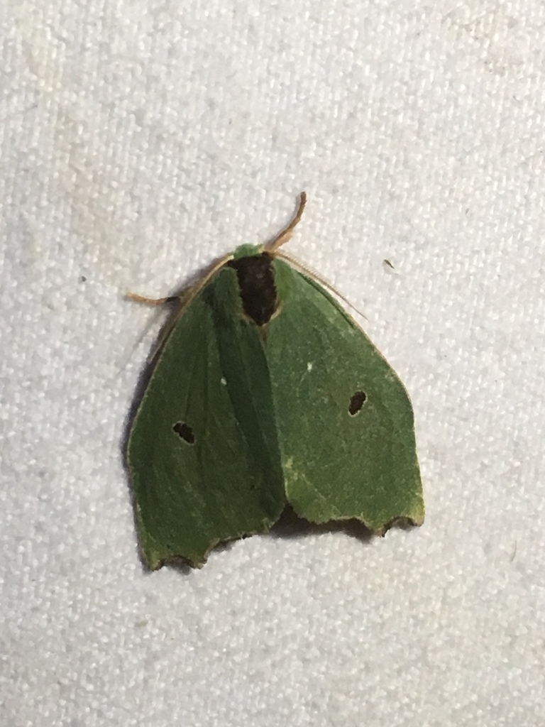 Rosema attenuata