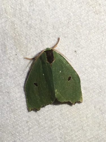 Rosema attenuata