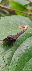 Amarynthis meneria