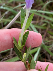 Ruellia humilis