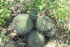 Mammillaria carnea