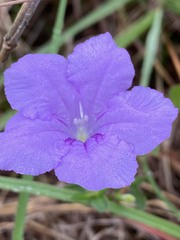 Ruellia humilis