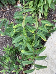 Asclepias tuberosa
