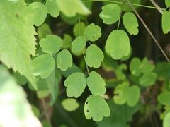 Thalictrum pubescens