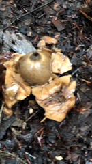Geastrum triplex