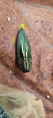 Pelecopselaphus blandus