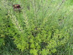 Urtica cannabina