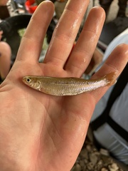 Pimephales notatus