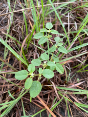 Croton monanthogynus