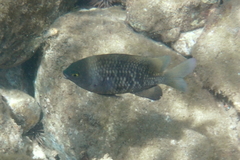 Plectroglyphidodon marginatus