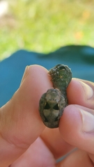 Spodoptera dolichos